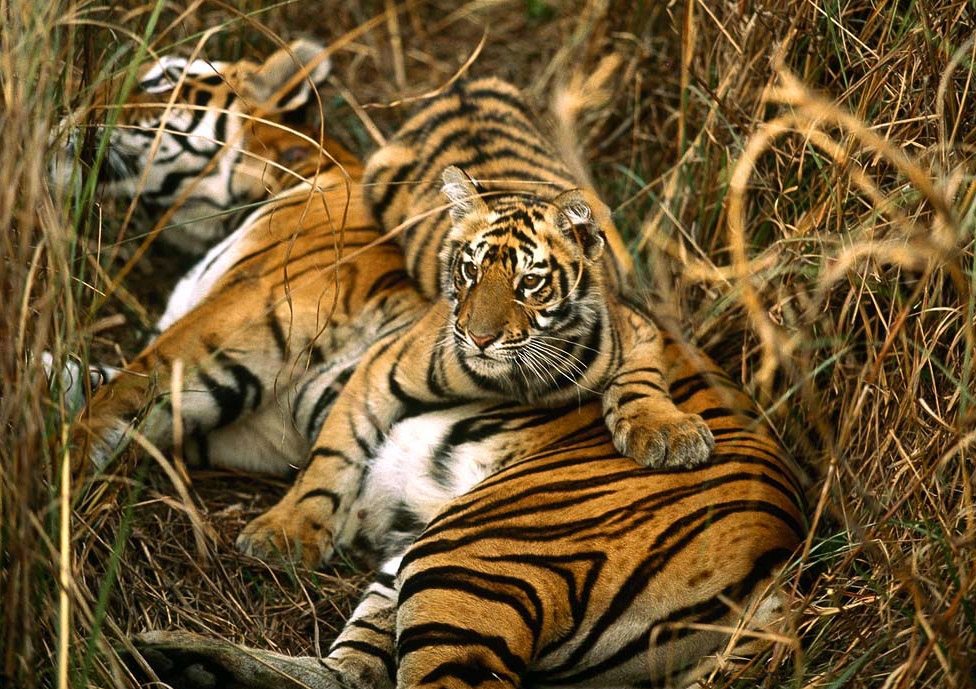 Bengal Tiger at Sundarbans National Park