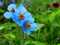 Blue Poppy, Valley of Flowers 