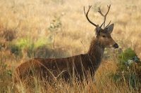 Swamp Deer at Kanha National Park 