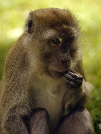 rhesus monkey