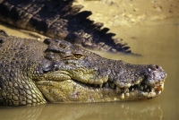  saltwater crocodile