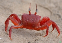 Red Crab, Digha Beach