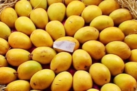 The region is famoes of Mangoes