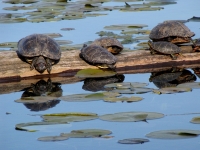Turtles at Sundarbans National Park