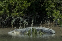 Crocodile at Sundarbans National Park