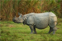 one-horned rhinoceroses