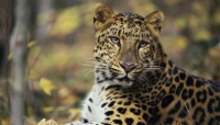 Leopard at Manas National Park