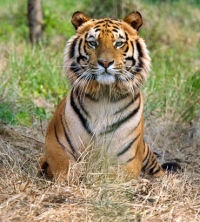 Tiger at Namdapha National Park