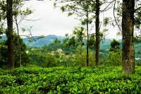 Kotagiri Tea Plantations