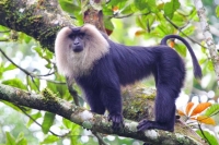  Lion-Tailed Macaque