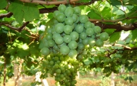Grapes Cultivation, Theni District