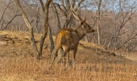 Ranthabore National Park