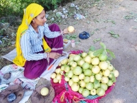 Madhopur Guavas