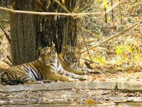 Tigers at Palamau Tiger Reserve