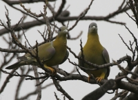 Yellow-footed Green Pigeons