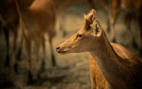 Deer at Dudhwa National Park 