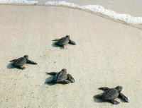 Olive Ridley Turtle, Morjim Beach