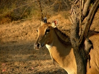 Gir Forest National Park and Wildlife Sanctuary, Western India
