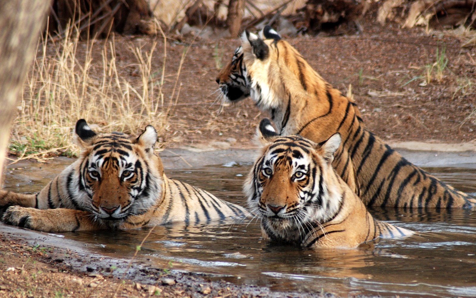 Tigers at Kanha National Park 