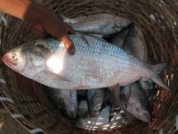 Fishermen selling fish, Digha