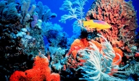 Lakshadweep coral reefs