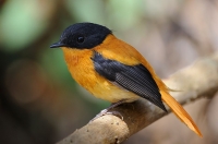 Black-and-Orange Flycatcher