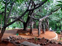 Meditation Tree at Puttaparthi