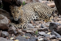 Leopard at Ranthabore National Park