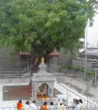 Gurusthan tree