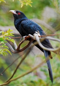 Koel is the state bird