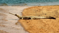 Gharial at National Chambal Sanctuary 