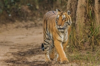 Bengal Tiger at Jim Corbett National Park