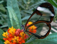 Butterfly Conservatory, Ponda