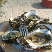 Oysters, Popular Dish At Cavelossim