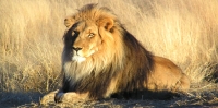 Asiatic Lion, Gir National Park