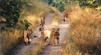 Gir Forest National Park and Wildlife Sanctuary, Western India
